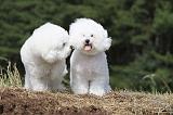 BICHON FRISE 473